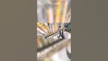 3 Piece On Crash #callofduty #callofdutymobile #cod #codm #codmobile #sniping #CODMobile