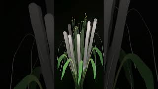 [TD Lab] Plants II #TouchDesigner Net Worth