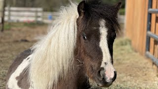 Day 2: laminitis & Cookie the rescue mini