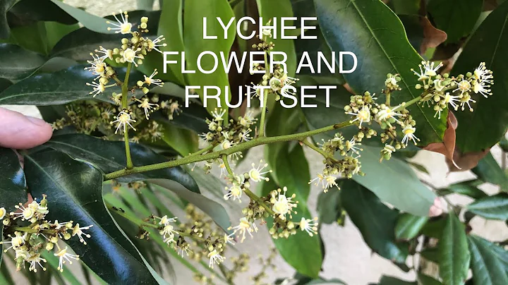 LYCHEE AND LONGAN FERTILIZER FOR THE BEST FLOWER / FRUIT SET - DayDayNews