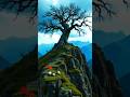 😱 top 7 🔥 Tallest tree on the world || Tallest tree mystery facts ine Hindi #shorts #video ||