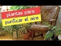 10 plantas de interior que limpiarán el aire de tu casa â˜ž #EcoTips