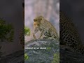 The Leopard marking her territory. #wildlife #animals