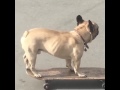 Talented French Bulldog Shows Off Skateboarding Skills