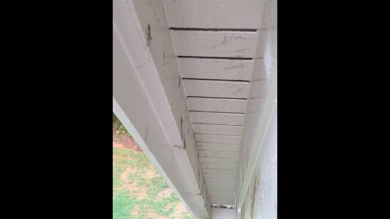 Carpenter Bees Drilling Holes in a House in Atlanta YouTube