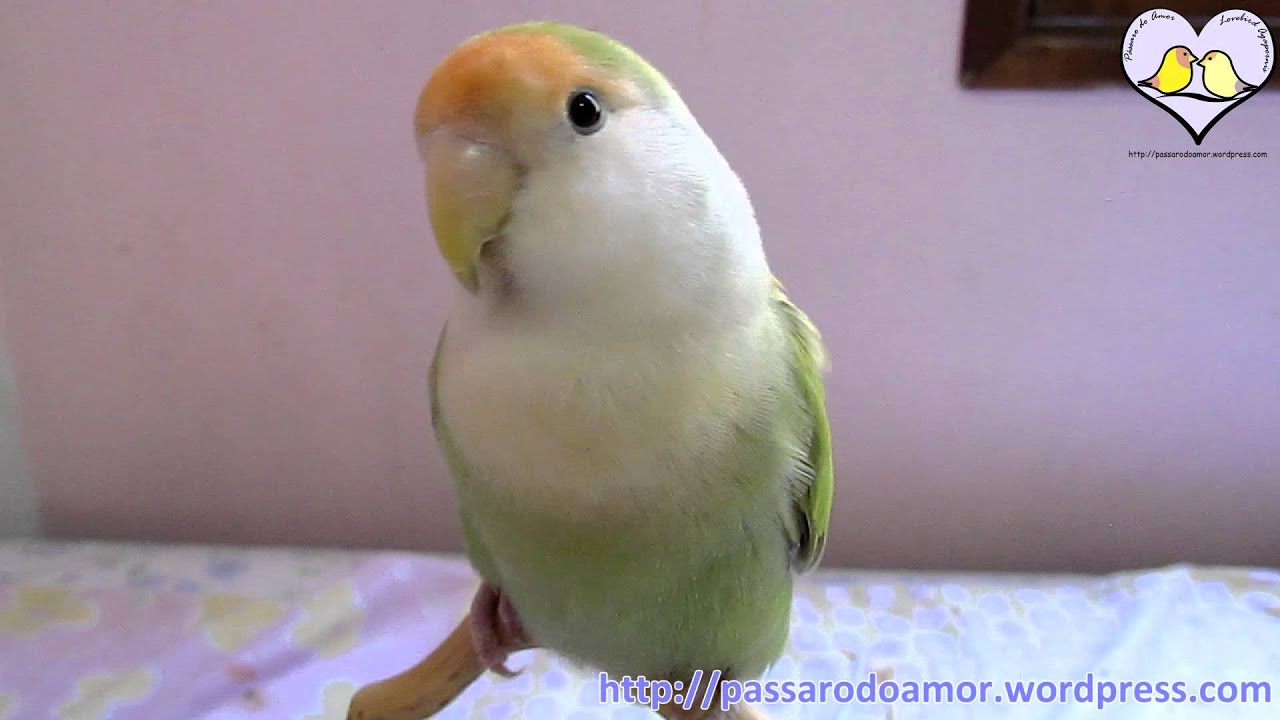 Sorteio 3 000 Likes Facebook Passaro Do Amor Youtube