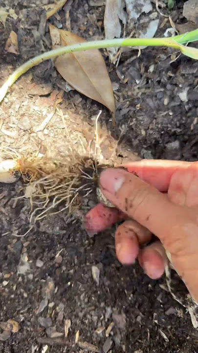 Garlic harvest. #garlic #plants #organic