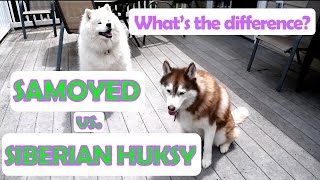 Siberian Husky vs. Samoyed | What's the Difference?