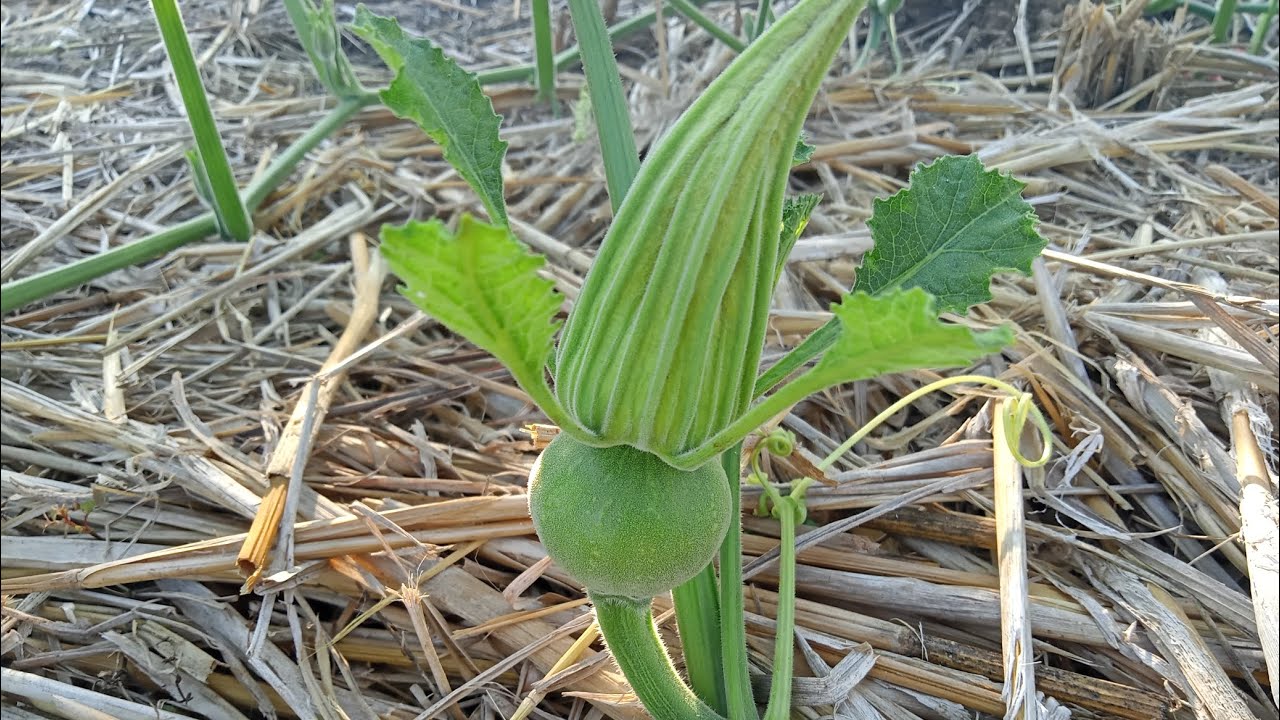 BENIH WALUH SAMINA DENGAN BPK SURADI
