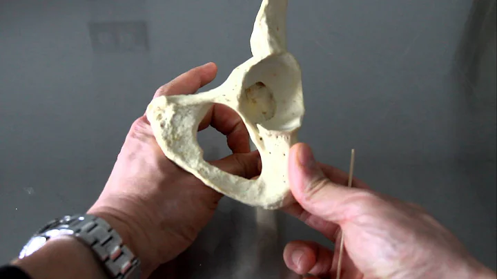 SKELETAL SYSTEM ANATOMY: Pelvic girdle, os coxa, c...