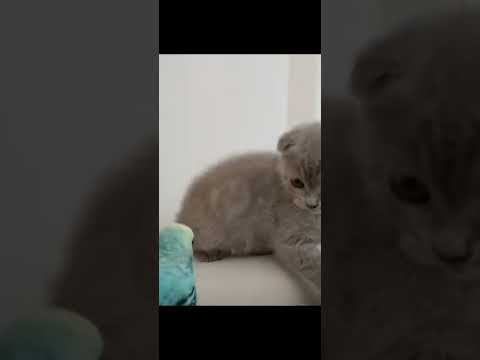 tatlı kedi videoları #short