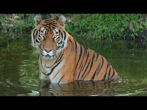 Video: Big Cat Rescue: Florida 