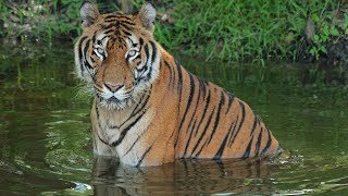 Circus Tiger: A Rescue Story Circus Tiger: A Rescue Story