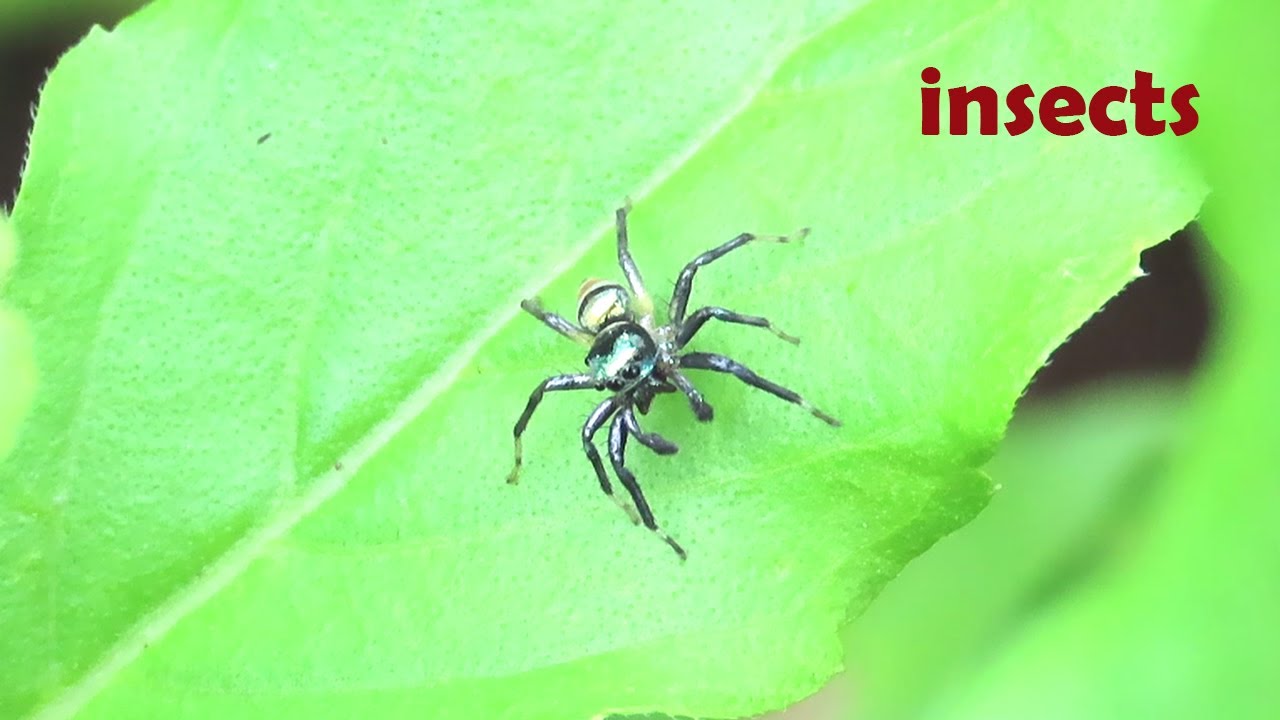Cute Insects | small animal planet - YouTube
