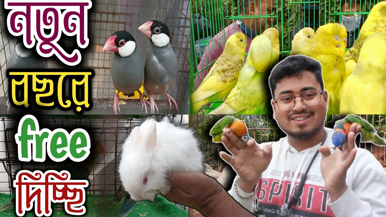 নতুন বছরের সেরা অফার পাখি কিনুন সঙ্গে ফ্রি পাবেন Serampore Pet market  serampore Bird market 