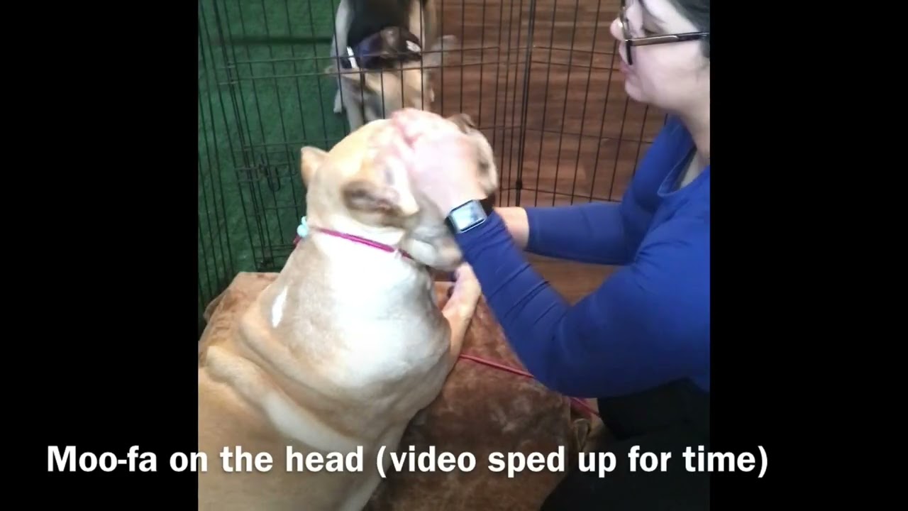 Snoop is back for more massage therapy 