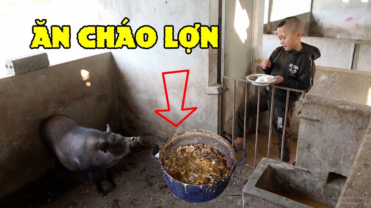 Ăn Cháo Lợn - Mao Đệ Đổi Thức Ăn Cho Lợn Để Được Béo Như Lợn