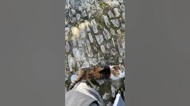 Watch the video about Stray Cat Won’t Leave Me Alone #straycat #cat #cyprus #clingycat #cutecat