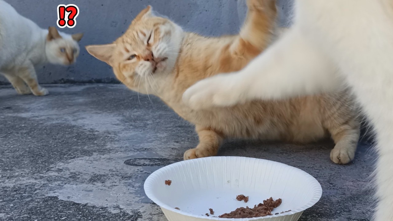 猫の日にごはん奪おうとしたヤツにカウンターぶち込んだ猫と後でびびり猫ｗｗｗ👊💥🐈🍚