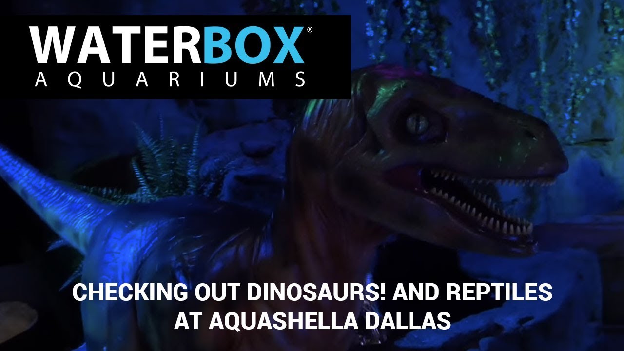 aquarium setup for cichlids Jessica from Waterbox tours the reptile selection at Aquashella Dallas