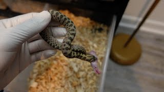 Baby hognose snakes selecting their food again