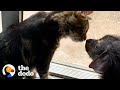 The Tiniest Puppy Grows Up Wrestling With His Cat Foster Brother | The Dodo Foster Diaries