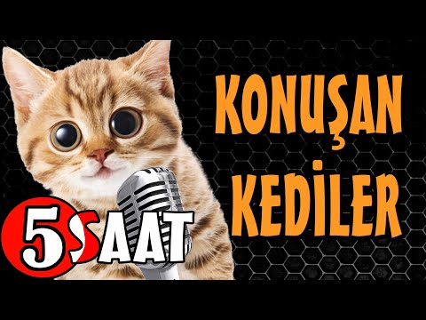 Konuşan Kediler 5 Saat - Sinema Tadında Komik Kediler