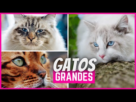 Video: Razas Grandes De Gatos: Especies Con Fotos, Características De Cuidado Y Mantenimiento, Reseñas De Propietarios De Gatos Grandes