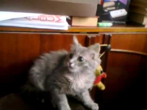 Кот ушел 2. Кот ушел 2. Картинка котик уходит. Кот уходит мем. Кот ушел 2.