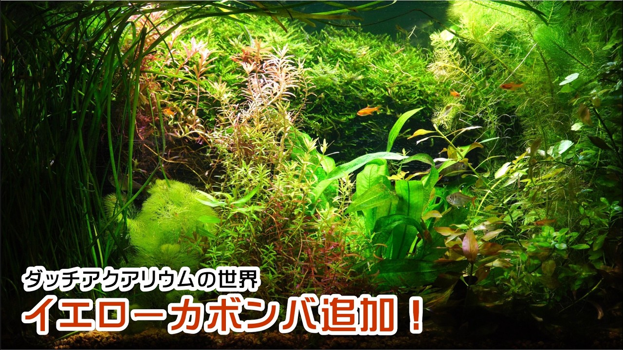 ダッチアクアリウムの世界　イエローカボンバ追加！