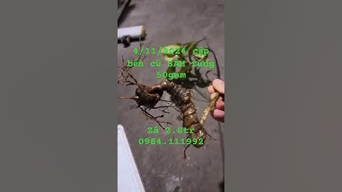 Củ #sâm ngọc linh rừng nặng 50gram chuẩn sâm 5 lá có bông hoa sâm, lá già tự nhiên, bìu sâm to rõ.