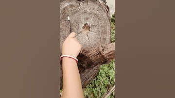 #shorts#Annual rings#Anatomy of flowering plants#neet#class11#