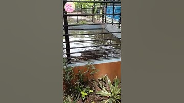 KUDA NIL KERDIL #shorts  #wisata #kbs #binatang #wonderful #indonesia #sby #jawatimur #hippopotamus
