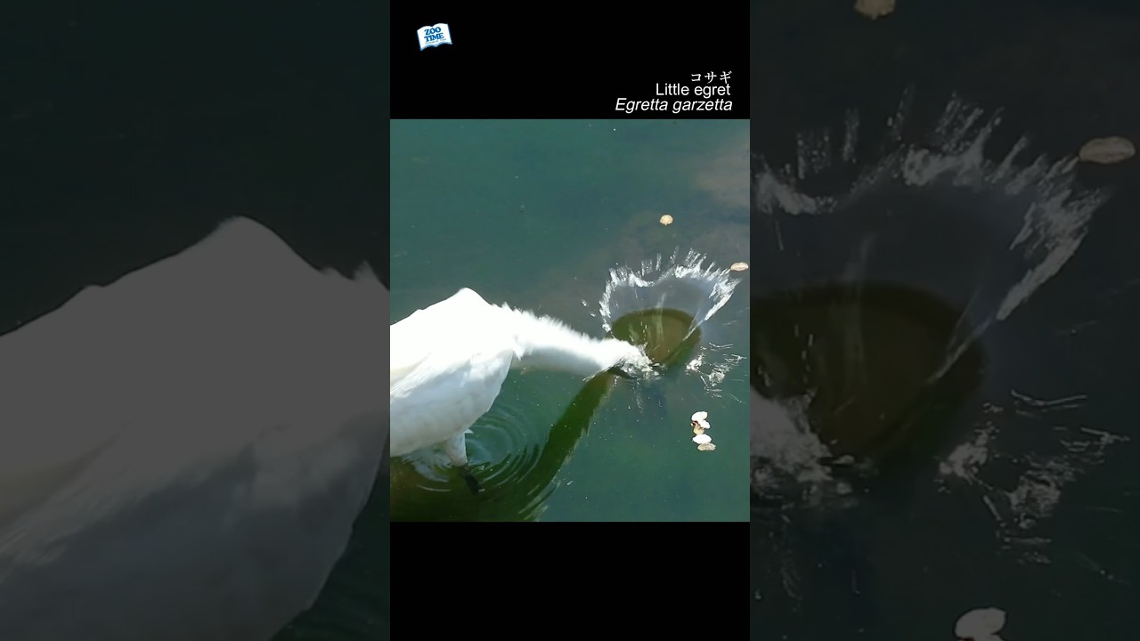 【野鳥図鑑】雛からの成長記録　見逃せない変化 #コサギ #wildlife #birds