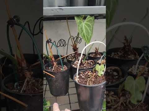 Không còn tí nào chán chuột