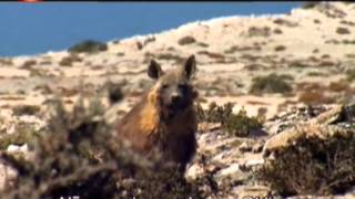 Vida Selvagem - Os Lobos da Praia, em Português de Camôes