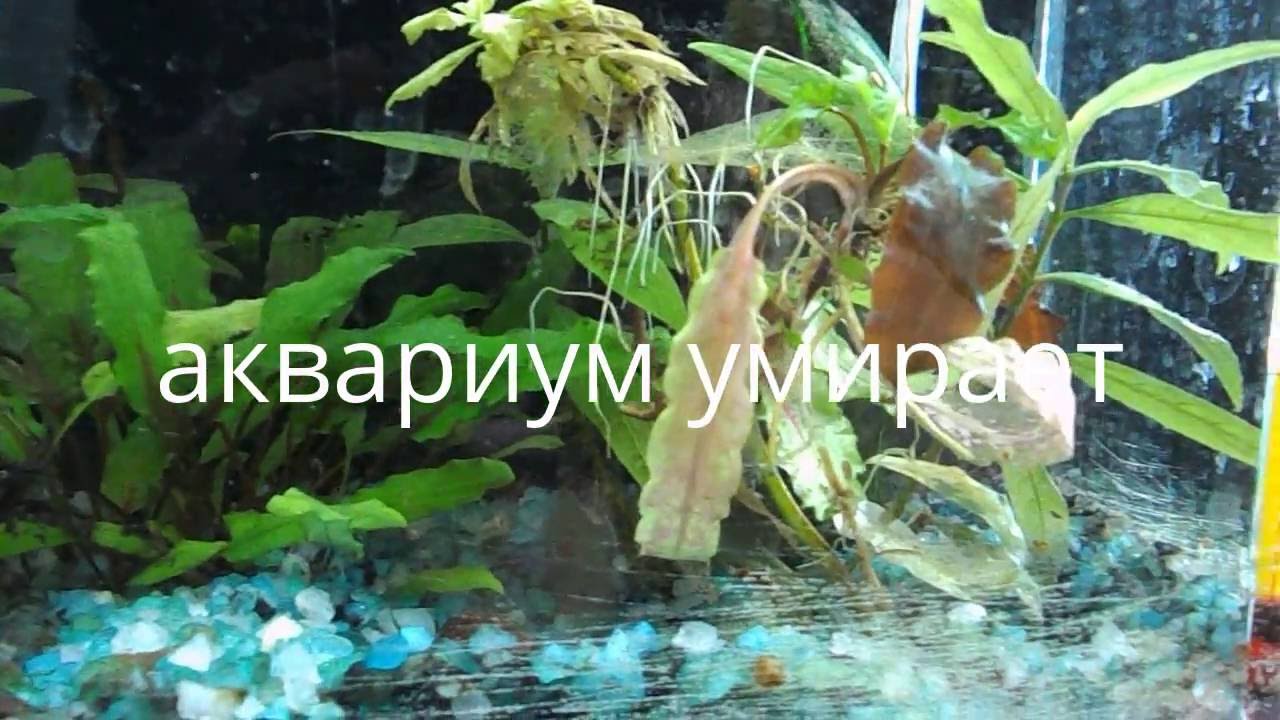 Как вырастить водоросли для аквариума в домашних условиях 76 Как вырастить водоросли для аквариума в домашних условиях 84