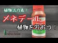 【熱帯植物】メネデールを使って植物を労おう！ メネデール使用例
