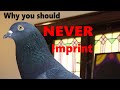 Pet Pigeon Behavior, Aggression and why you SHOULDN'T imprint