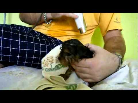 Video: Ako Kŕmiť Svoje šteňa Yorkshirského Teriéra