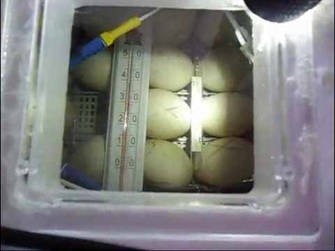 Инкубатор золушка 28 яиц. Какую воду наливать в инкубатор. Инкубатор золушка пенопласт. Самодельный инкубатор для куриных яиц. Как подливать воду в инкубатор несушка.