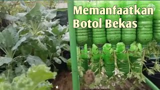 Tanam 3 Pohon Terbalik Dengan Botol Bekas Terong, Tomat, Cabe || Dikebun Atas Balkon.