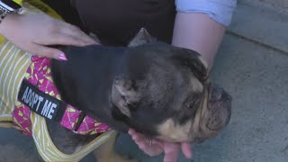 Front Street Animal Shelter offers free adoptions