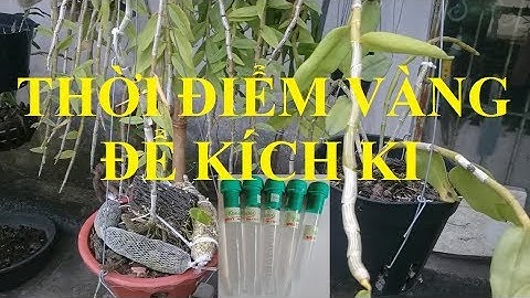 Thời điểm VÀNG để kích ki, mầm gốc cho phong lan thân thòng
