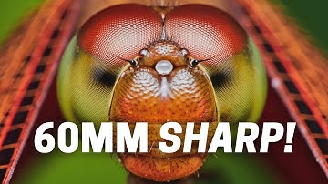 Shooting With Olympus 60mm F2.8 Macro For Insect Photography