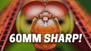 Shooting With Olympus 60mm F2.8 Macro For Insect Photography