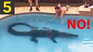 Top 5 Alligators Found in Swimming Pools!