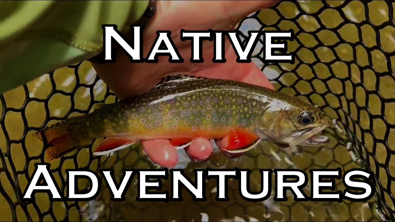 INCREDIBLE Day of Fly Fishing for NATIVE BROOK TROUT! || Western North Carolina