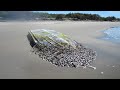 INCREDIBLE AND INGENIOUS Barnacles Removing From Ship.-SATISFYING Barnacles Removing Proces.