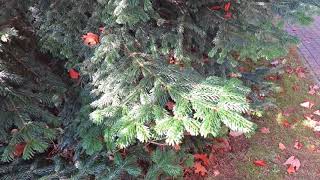 Abies amabilis jedle líbezná